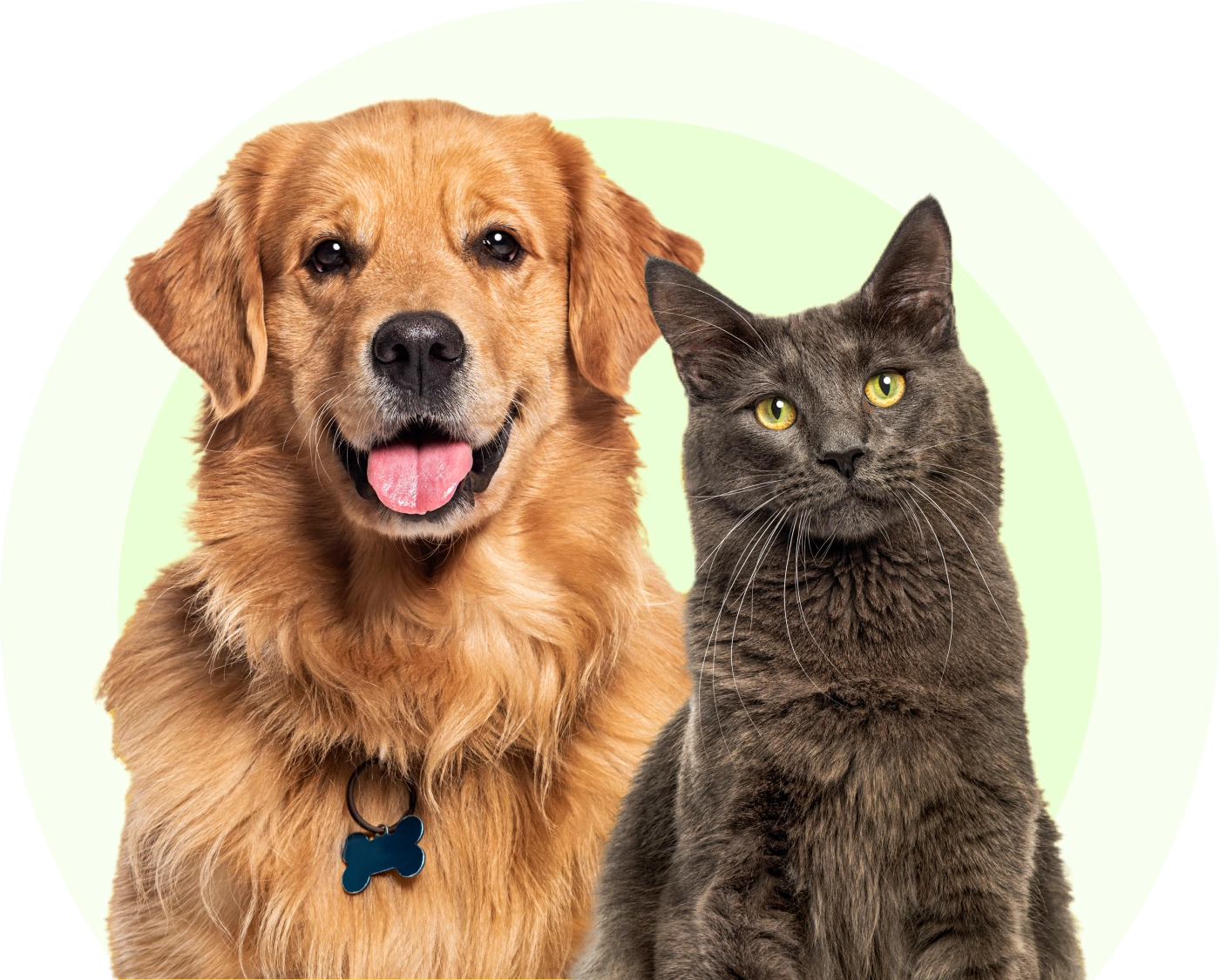 Golden retriever and gray cat sitting together.