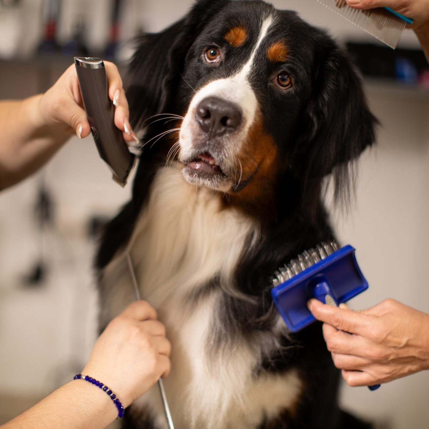 Cute Bernese mountain dog standing on platform while the animal groomer is doing full beauty treatment. The dog looks happy.